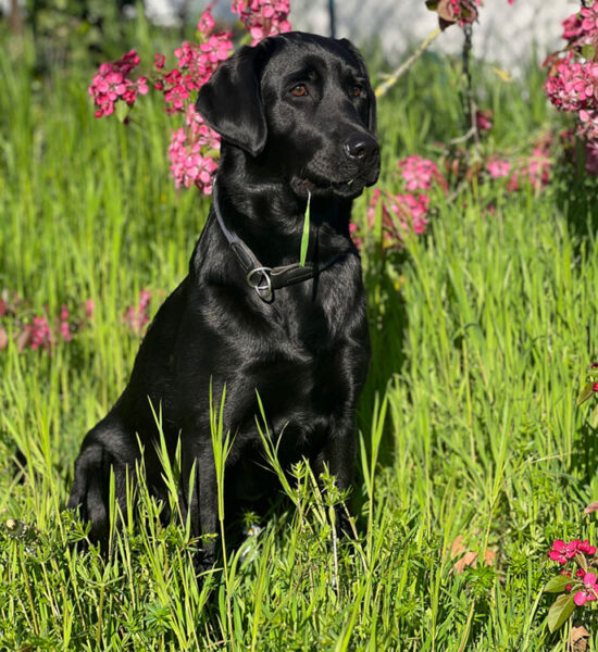 Greta vom Niedtal, Zoey