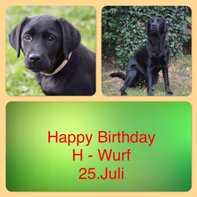 Geburtstag H-Wurf