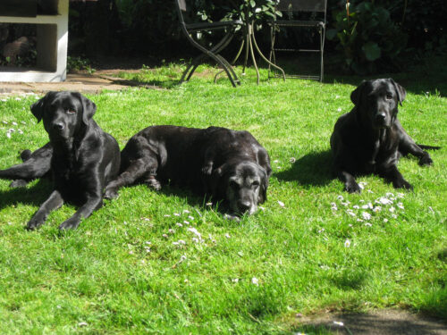 Lotta mit Charlie und Holly