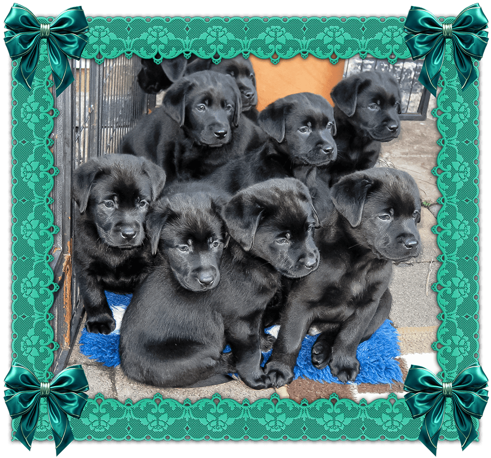 Unser F-Wurf feiert heute seinen 6. Geburtstag