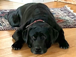 Jamie (Earl James vom Niedtal)