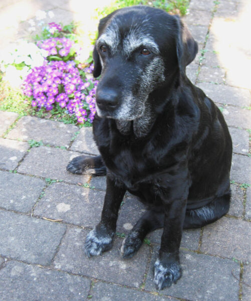 Annalotta vom Niedtal