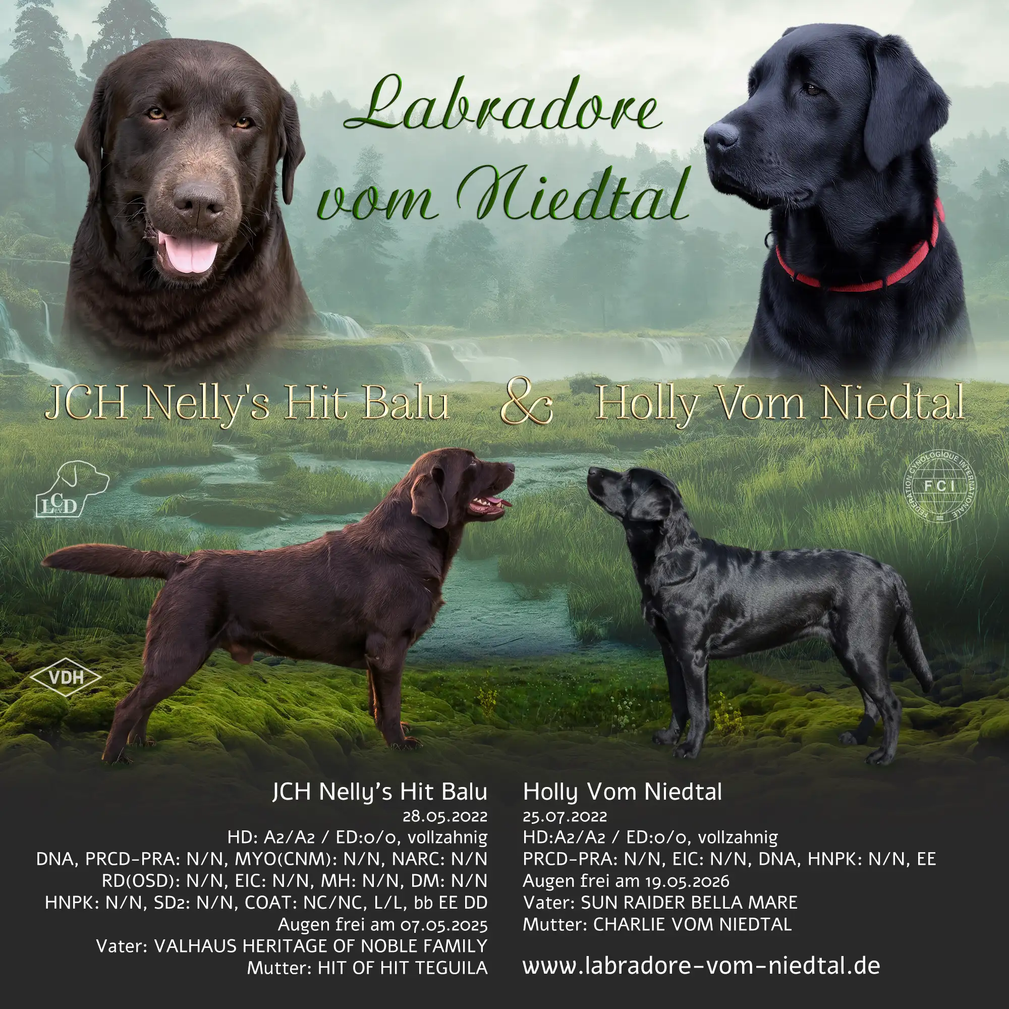 Wahnsinn, wie die Zeit vergangen ist. Meine süße Holly erwartet ca. Ende August ihre Welpen. Wir freuen uns sehr und sind gespannt!!